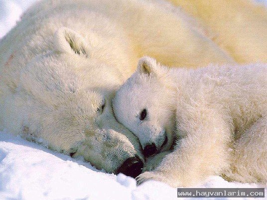 Uyuyan ayılar Uyuyan ayılar