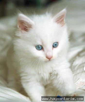 Van kedisi Yavrusu Van kedisi Yavrusu