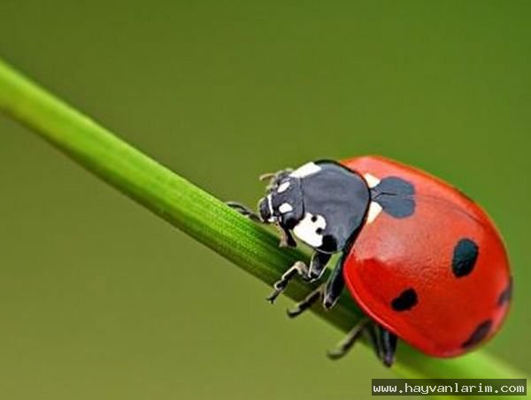 Yalnız kalan uğur böceği