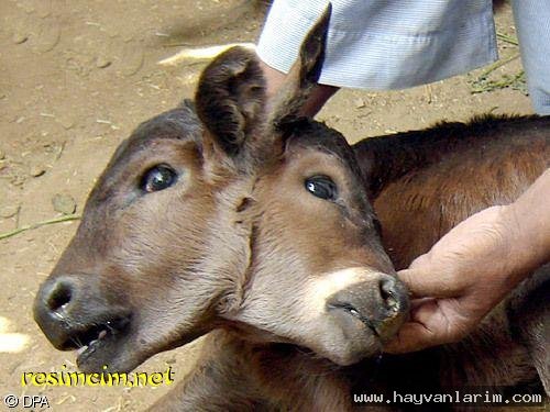 Yapışık buzağı resimleri Yapışık buzağı resimleri