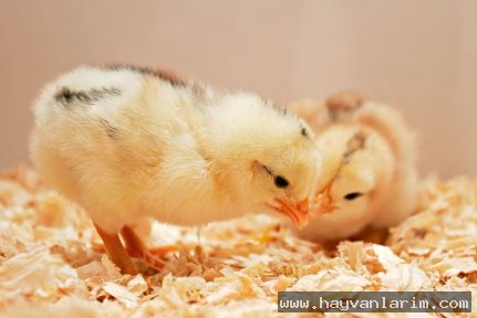 Yaramaz civcivler Yaramaz civcivler