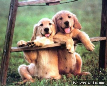 yaramaz köpekler yaramaz köpekler