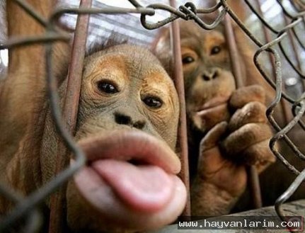 Yaramaz Maymunlar Yaramaz Maymunlar