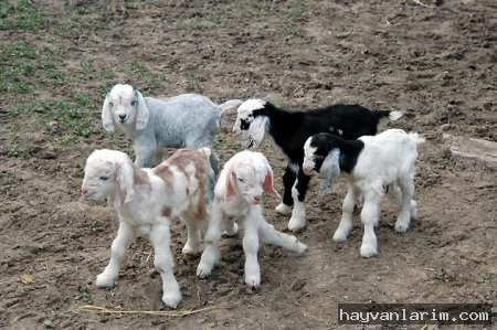 Yavru keçiler Yavru keçiler