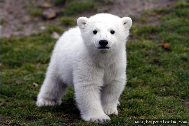 yavru kutup ayısı
