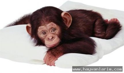 Yavru Maymun Yavru Maymun