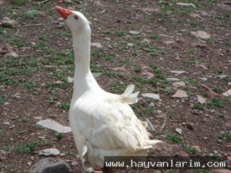 Yavrularını arayan Kaz resmi Yavrularını arayan Kaz resmi