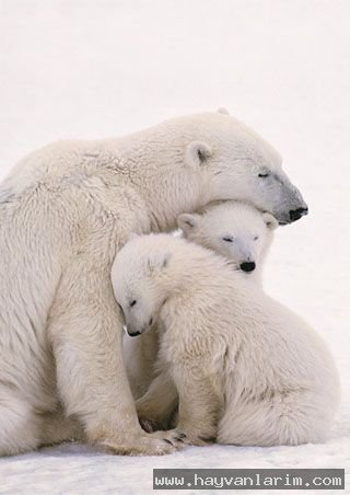 Yavrularını koruyan Ayı resmi Yavrularını koruyan Ayı resmi