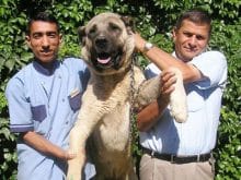 Kangal köpek resimleri Kangal köpek resimleri
