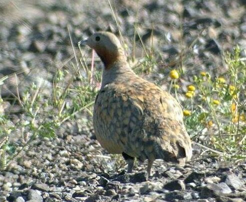 Bağırtlak Bağırtlak