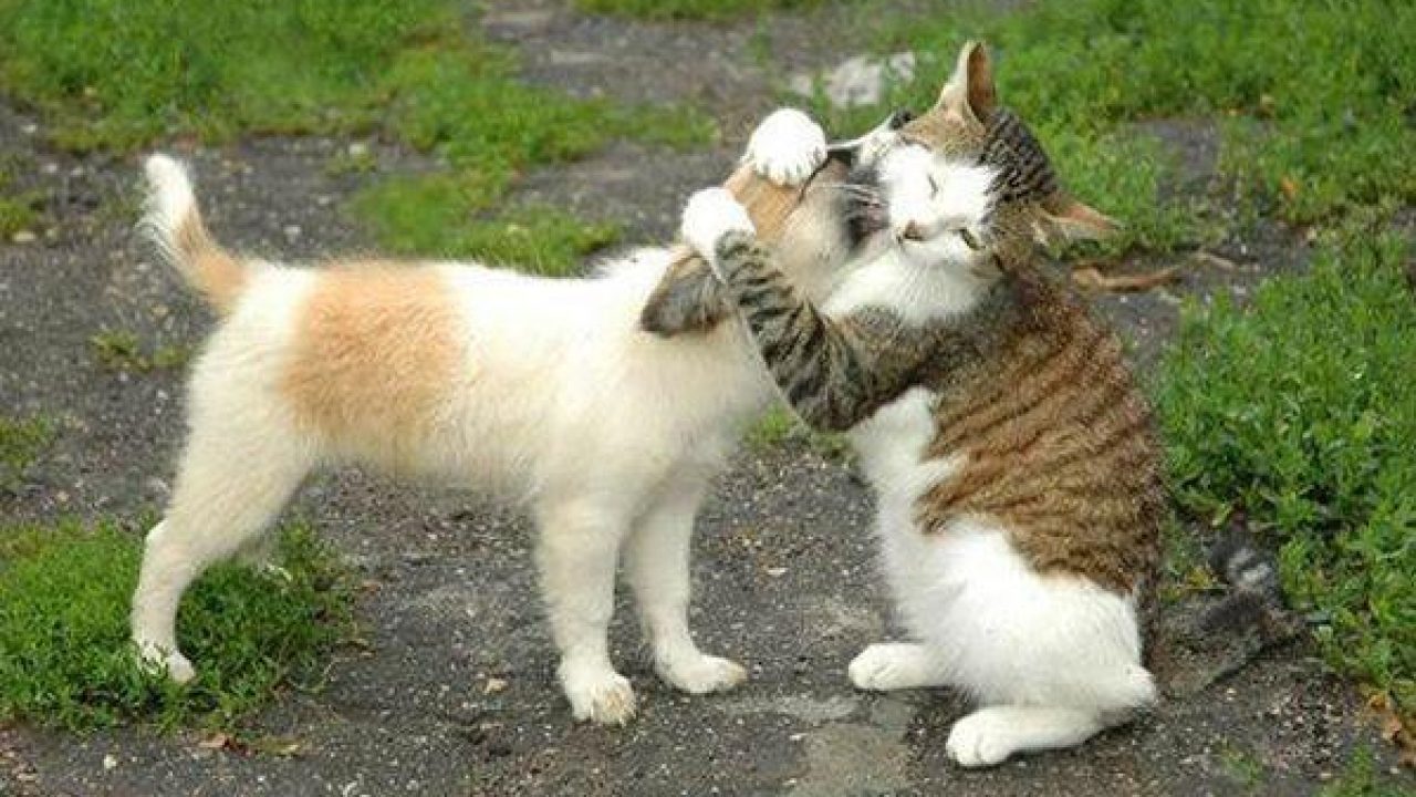 Kavga Eden Kediler Kedi Resimleri Hayvanlar