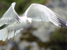 1001resim_ucan kus 1001resim_ucan kus