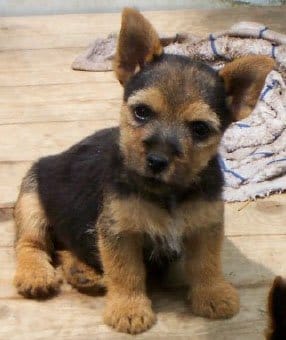 Norwich Terrier Norwich Terrier