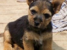 1113646855norwich_terrier_10.jpg 1113646855norwich_terrier_10.jpg