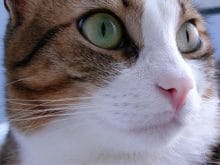 en güzel tekir kedisi en güzel tekir kedisi