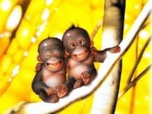 1229771808maymun 1229771808maymun