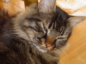 Kızgın tekir kedi Kızgın tekir kedi