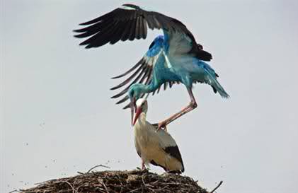 Mavi Leylek Mavi Leylek