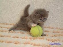 20070619_194446_iran_kedileri_0 20070619_194446_iran_kedileri_0