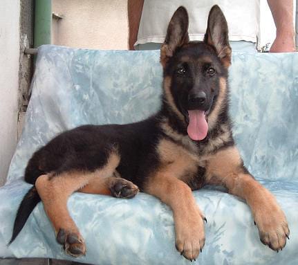 Yavru alman kurdu Yavru alman kurdu