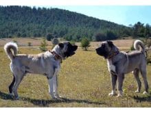 Kangal ve Kangal Yavruları
