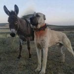kangal ve eşek
