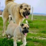 kangal ve yavrusu