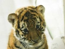 22285508js2 22285508js2