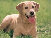 26088_d.jpg 26088_d.jpg