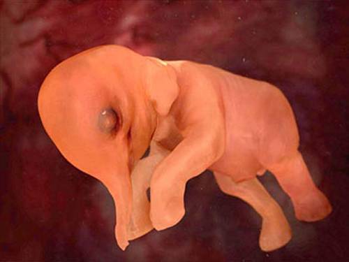 Hayvanların Ultrason görüntüleri Hayvanların Ultrason görüntüleri