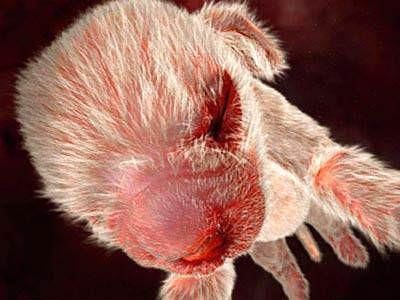 Köpeklerin ultrason görüntüleri Köpeklerin ultrason görüntüleri