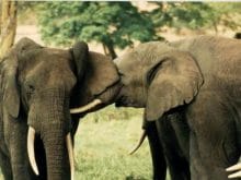 26095_d.jpg 26095_d.jpg