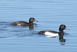 Tepeli patka ördeği Tepeli patka ördeği