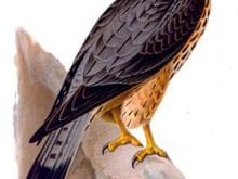 •Boz doğan •Boz doğan