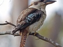 Halcyonidae Kuşu Halcyonidae Kuşu