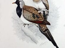 Kap kumrusu Kap kumrusu