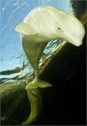 Ak balina resimleri Ak balina resimleri