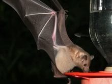 Yarasa su içerken Yarasa su içerken