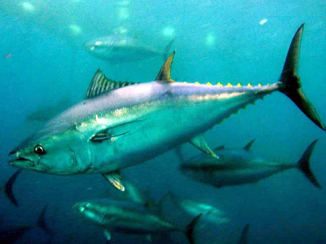 Orkinos balığı Orkinos balığı