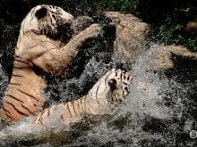 Su ile oynayan kaplanlar