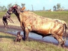 pitbull resimleri pitbull resimleri