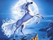 At Resimleri At Resimleri