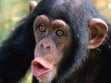 Şempaze