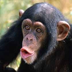 Şempaze