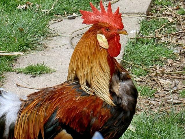 Dövüş Horozları Dövüş Horozları