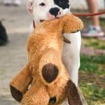 4dogsakesrescue20170916000916581