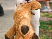 4dogsakesrescue20170916000916581 4dogsakesrescue20170916000916581