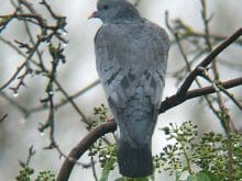 506px Columba_oenas0.jpg 506px Columba_oenas0.jpg