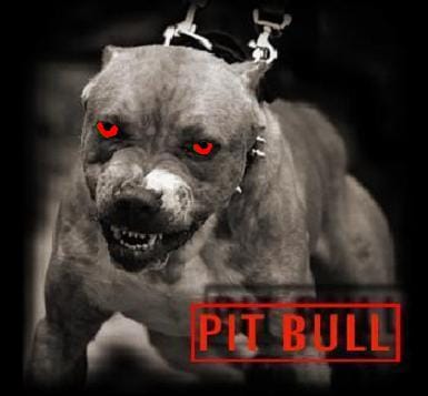 Pitbul Pitbul