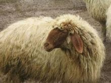 56993d1310461977 anadolu ivesi koyunu_3_53771.jpg 56993d1310461977 anadolu ivesi koyunu_3_53771.jpg